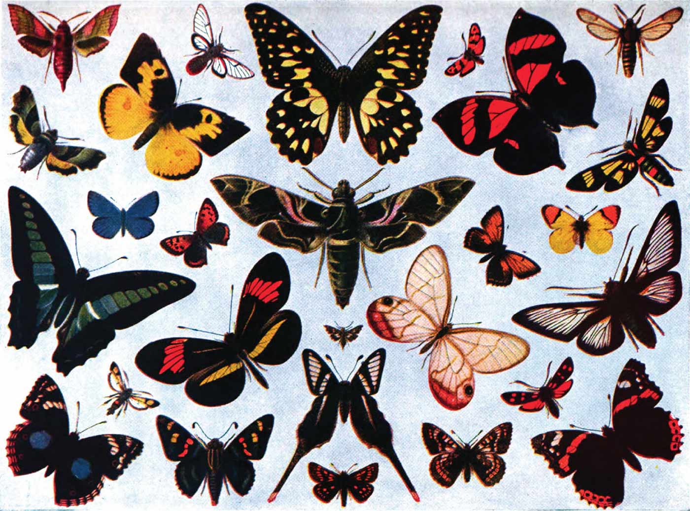"The Encyclopedia Americana" color montage of a variety of unidentified butterflies and moths, 1920.
