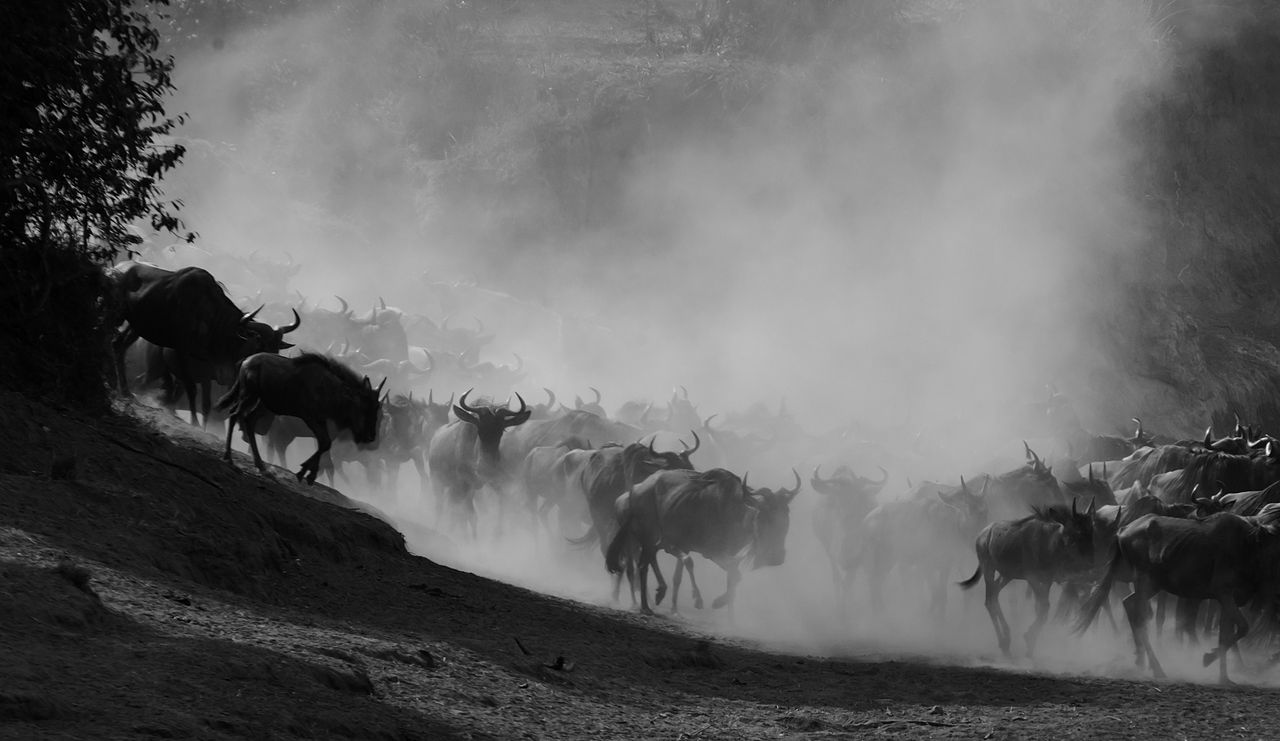 Masai Mara Stampede