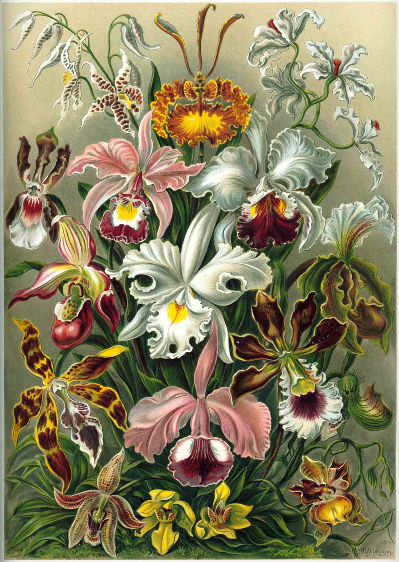 From from Ernst Haeckel's "Kunstformen der Natur" of 1899. Darwin noted that orchids exhibit a variety of complex adaptations to ensure pollination.